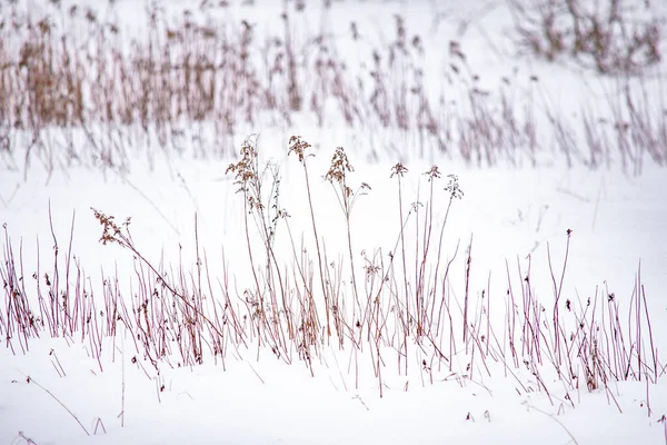 Selektywne Ujęcie Suszonych Kwiatów Pokrytych Śniegiem Zimowy Dzień — Zdjęcie stockowe