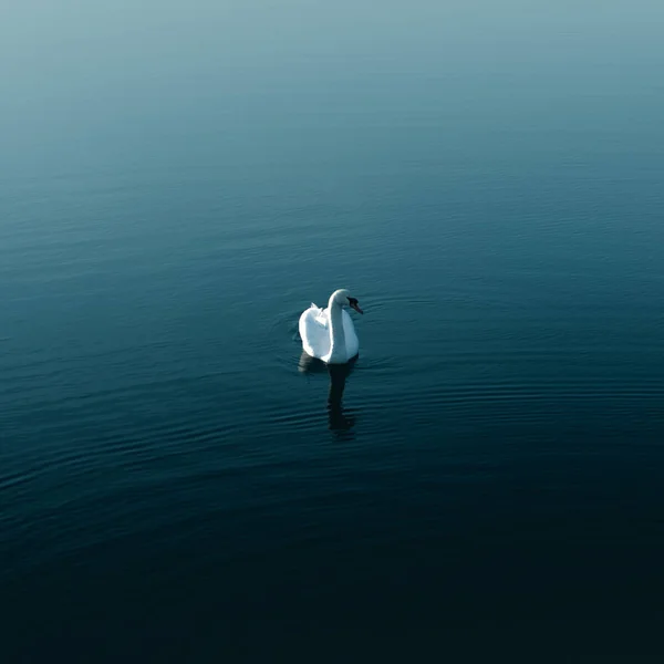 Cisne Solitario Agua Azul —  Fotos de Stock