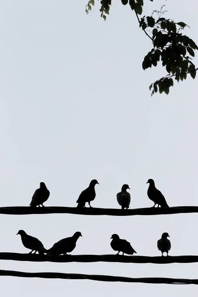 Silhouette Pigeons Sur Tiges Par Jour Sombre — Photo