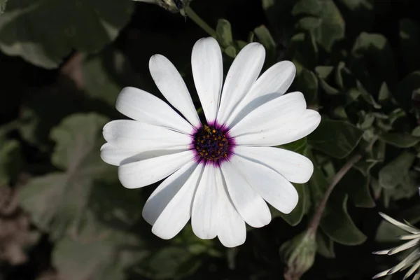 Una Toma Vista Superior Arbusto Margarita Azul Blanco Una Flor — Foto de Stock