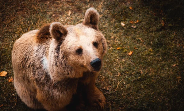 Selektivní Záběr Medvěda Hnědého Hledícího Vzhůru Zoo — Stock fotografie