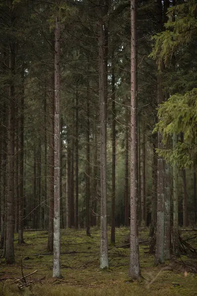 Una Foresta Selvaggia Autunnale Con Alberi Alti Pittoreschi — Foto Stock
