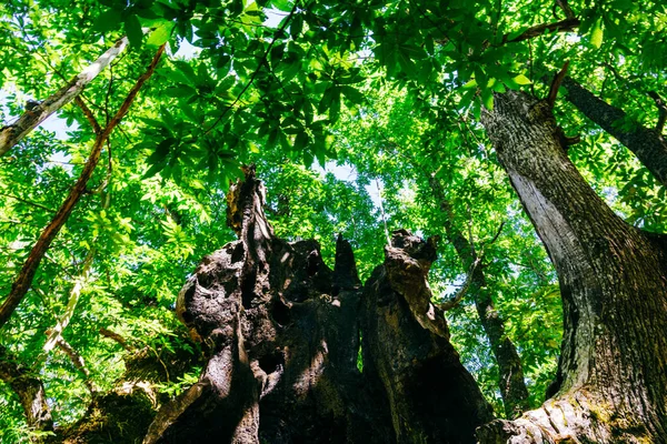 スペイン カスティーリャ州アビラのエル アブエロ 栗の木の低角度ショット — ストック写真
