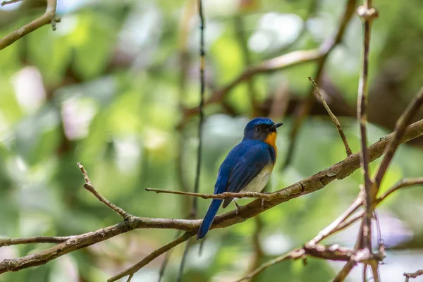 Eine Flache Fokusaufnahme Eines Blauen Vogels Auf Einem Ast — Stockfoto