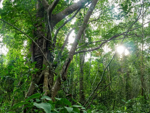 Eine Schöne Aufnahme Von Grünen Bäumen Einem Wald Einem Sonnigen — Stockfoto