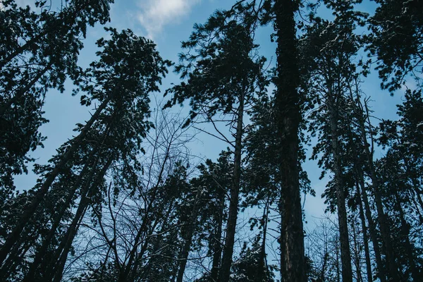 Tiro Ángulo Bajo Hermosos Árboles Altos Bajo Cielo Azul — Foto de Stock