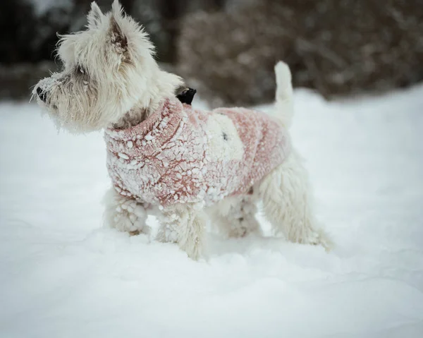 Primo Piano Terrier Bianco West Highland Abiti Invernali Che Giocano — Foto Stock