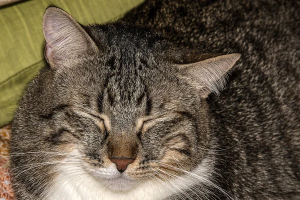 Detailní Záběr Nadýchané Kočky Zavřenýma Očima — Stock fotografie