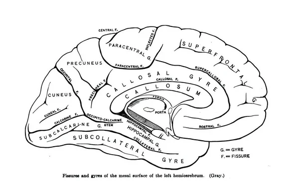 Uma Superfície Mesal Cérebro Deixou Hemicerebrum Livro Anatomia — Fotografia de Stock