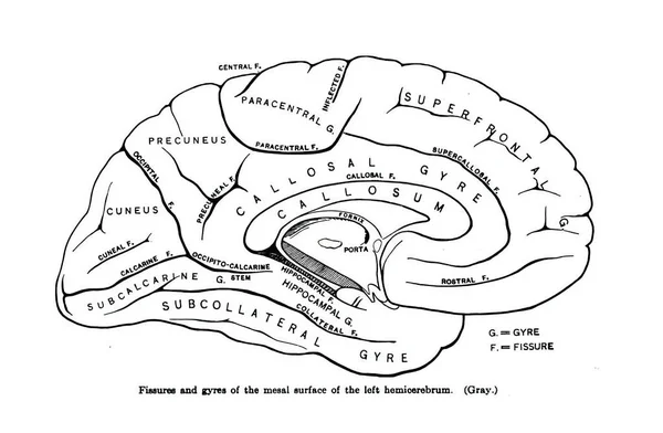 Agy Mezális Felszíne Bal Agyfélteke Egy Anatómiai Tankönyvből — Stock Fotó