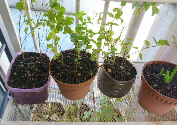 Tiro Alto Ângulo Ervas Legumes Caseiros Vaso Plantas Garrafas Plástico — Fotografia de Stock