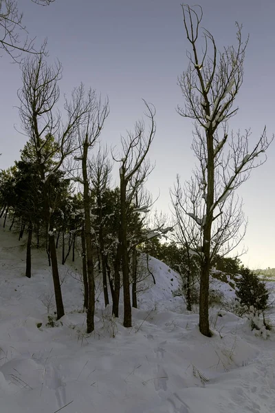 Вертикальний Знімок Гори Деревами Вкритими Снігом — стокове фото