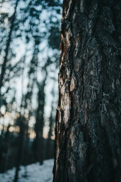 Primer Plano Vertical Tronco Árbol Bosque — Foto de Stock