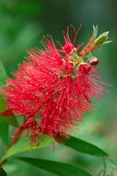 Eine Vertikale Nahaufnahme Makroaufnahme Einer Purpurroten Flaschenbürstenblume — Stockfoto