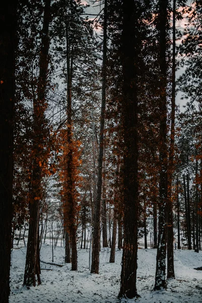 Plan Vertical Grands Arbres Dans Une Forêt Enneigée — Photo