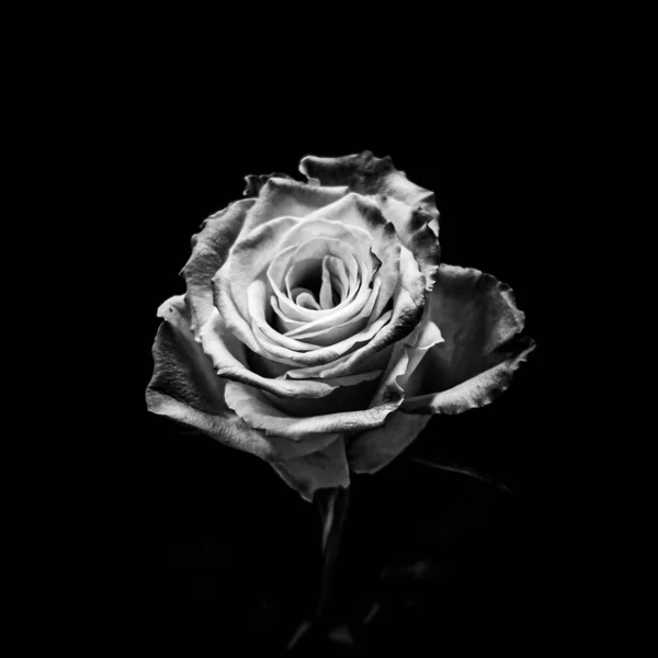黒い背景に孤立したバラの灰色のショット — ストック写真