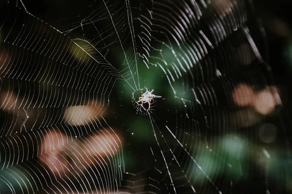 Uma Aranha Uma Teia Aranha Fundo Escuro Desfocado — Fotografia de Stock