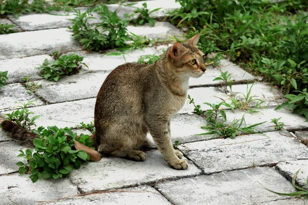 かわいい灰色の猫が床に座っている — ストック写真