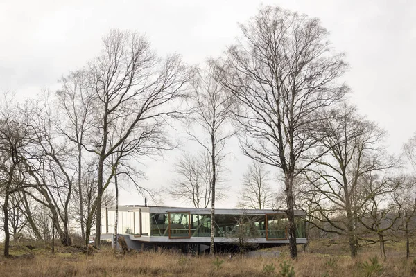 Rheden Pays Bas Déc 2020 Arbres Stériles Hiver Landes Bruyère — Photo