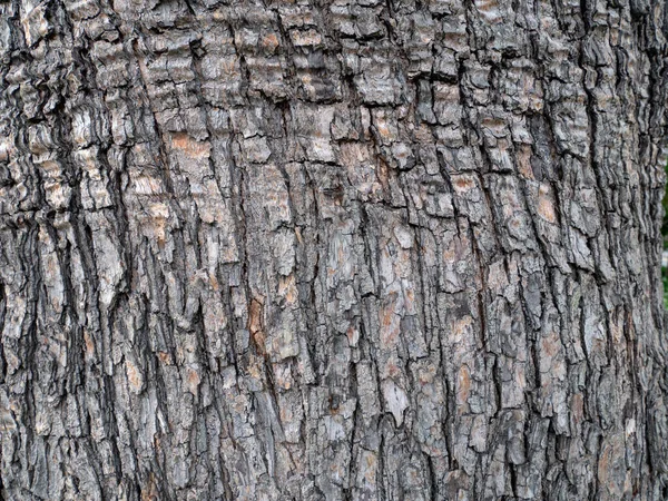 Detailní Záběr Povrch Stromu Ideální Pro Pozadí — Stock fotografie