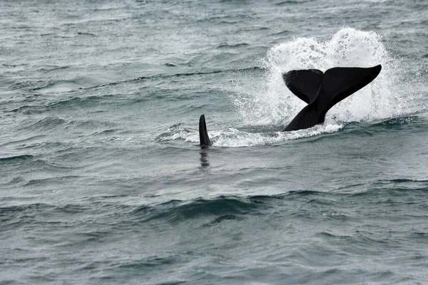 High Angle Shot Killer Whale Swimming Its Tail Large Dorsal — Stock Photo, Image