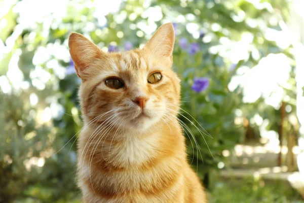 Selektiv Fokusbild Söt Ingefära Katt Utomhus — Stockfoto