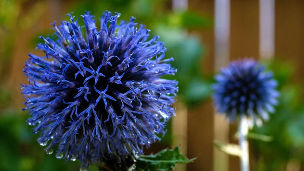 Purple Southern Globethistle Flower Its Full Bloom Blurred Background — Stock Photo, Image