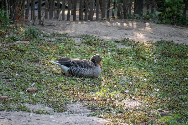 Des Canards Solitaires Avec Des Plumes Brunes Assis Sur Sol — Photo