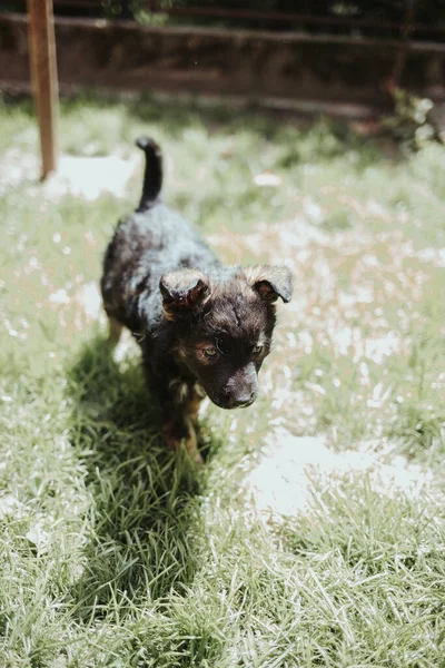 Vertical Closeup Shot Cute Black Puppy Grass — Stock Photo, Image