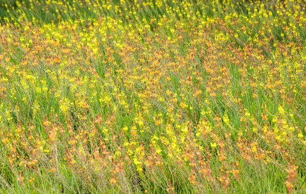 Ein Schönes Feld Von Wildblumen — Stockfoto