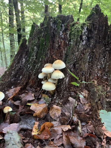 Een Verticaal Schot Van Witte Paddenstoelen Gekweekt Een Oude Truk — Stockfoto