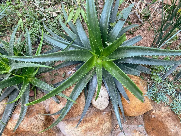 Uma Vista Superior Plantas Aloe Vera Gigantes Que Crescem Chão — Fotografia de Stock