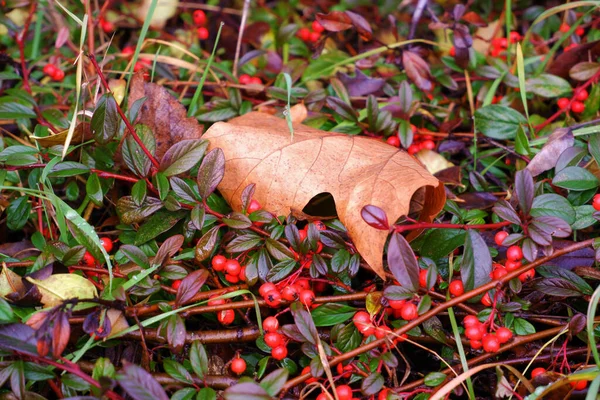 Selective Focus Shot Fallen Dry Leaf — Stock Photo, Image