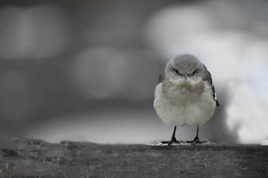 A selective focus shot of a mockingbird clipart