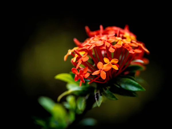Foco Poco Profundo Flores Ixora Javanica Anaranjadas Sobre Fondo Oscuro — Foto de Stock