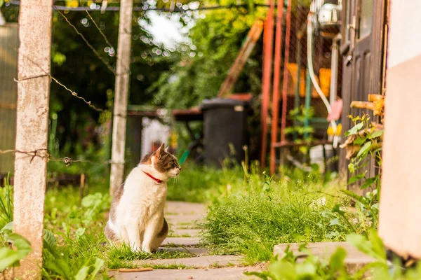 Plan Incroyable Beau Chat Assis Dans Jardin Près Porte Bois — Photo