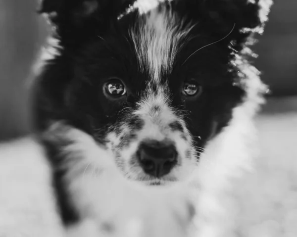 Şirin Siyah Beyaz Kenarlı Çoban Köpeğinin Yakın Çekimi Arka Güneş — Stok fotoğraf