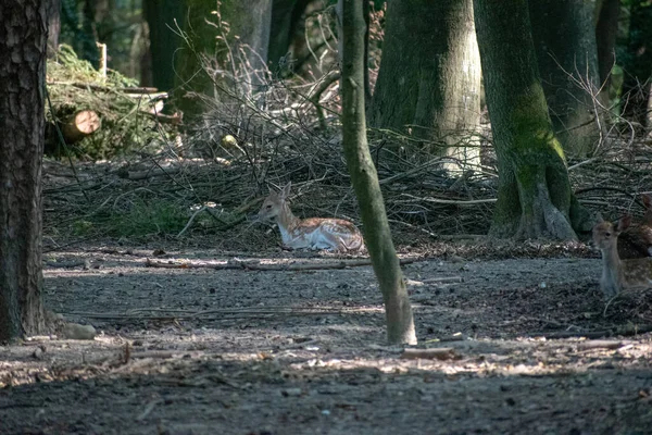 Een Jong Hert Zit Grond Het Bos Met Gekapt Hout — Stockfoto