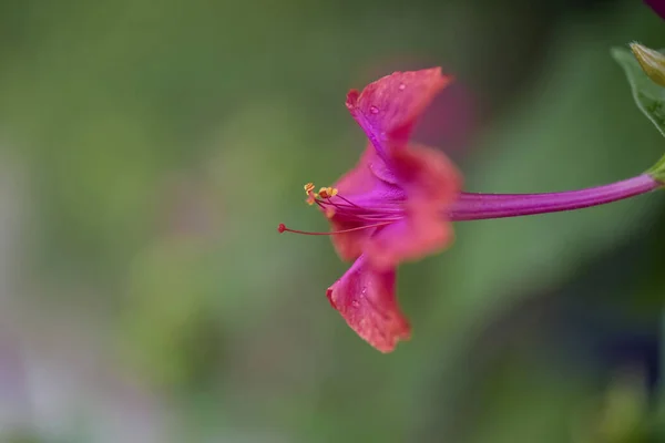 Selective Focus Shot Pink Mirabilis Flower — Stock Photo, Image