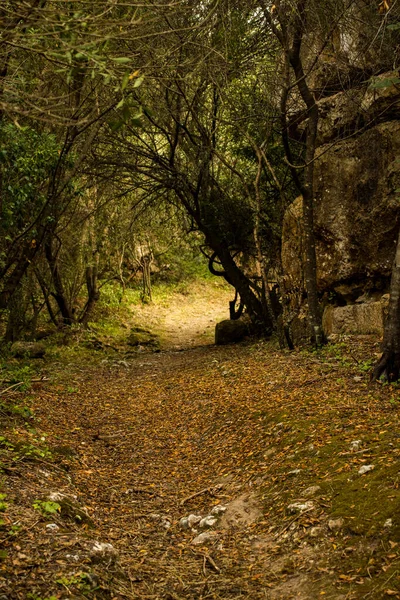 Vertikal Bild Skog Med Torra Blad Marken Bladverket Menorca Spanien — Stockfoto