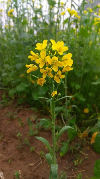 白いマスタードの花の垂直閉鎖ショット — ストック写真