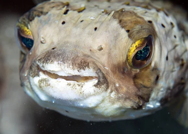 Ένα Επιλεκτικό Κοντινό Πλάνο Του Porcupine Puffer Fish Υποβρύχια — Φωτογραφία Αρχείου