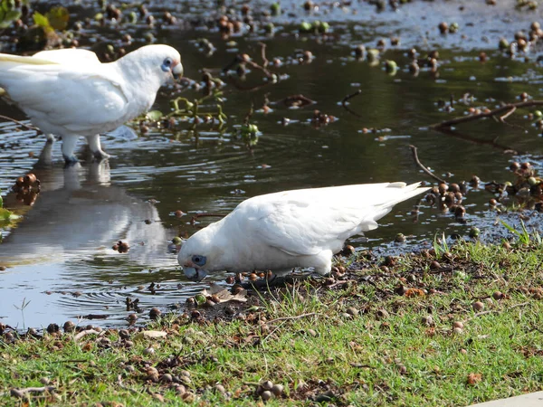 两个白色的鹦鹉靠近干枯的秋天落叶在一个公园里 — 图库照片