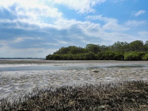 Прекрасний Вид Море Оточене Кущами Під Хмарним Небом — стокове фото