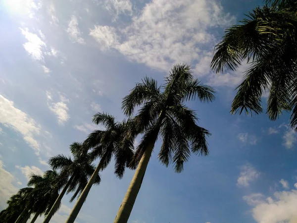 Tiro Baixo Ângulo Palmeiras Tropicais Contra Céu Azul — Fotografia de Stock