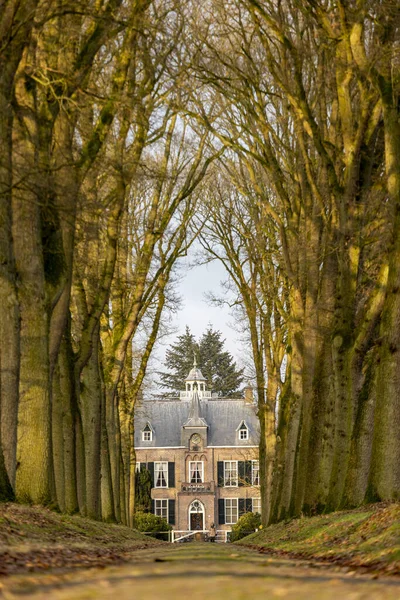 Vorden Países Baixos Janeiro 2021 Árvores Que Formam Uma Faixa — Fotografia de Stock