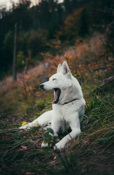 Vertikal Bild Vit Schweizisk Herdehund Gäspande Liggande Gräset — Stockfoto