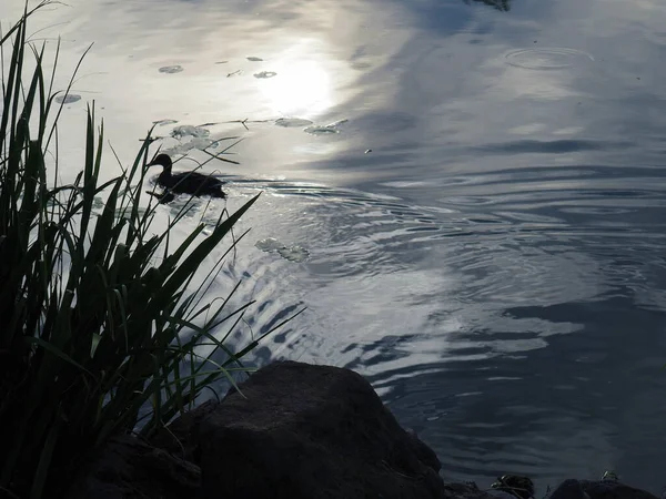 Silhouette Duck Lake Balaton Hungary — Stock Photo, Image