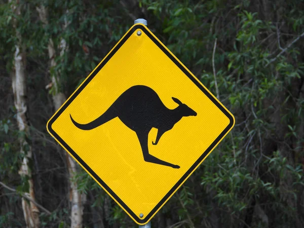 Yellow Kangaroo Sing Road Trees Backgroun — Stock Photo, Image