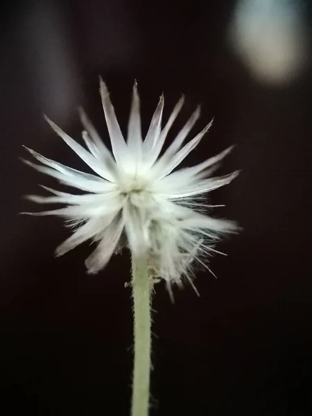 Primo Piano Fiore Setiechinopsis Mirabilis Bianco Uno Sfondo Scuro — Foto Stock
